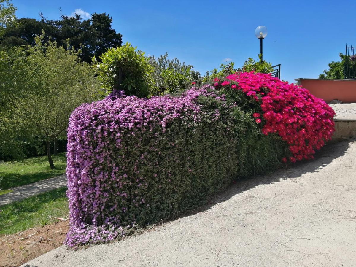 Vigna Dell'Agrifoglio - Bed And Breakfast Velletri Exterior foto